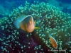 MP_Fish_Pomacentridae_Amphiprion_akallopisos_20180806_label