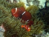 MP_Fish_Pomacentridae_Amphiprion_biaculeatus_20160709_label MP_Fish_Pomacentridae_Amphiprion_biaculeatus_20160709_label