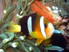 MP_Fish_Pomacentridae_Amphiprion_clarkii_20110326_label