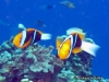 MP_Fish_Pomacentridae_Amphiprion_crysopterus_20080420_label MP_Fish_Pomacentridae_Amphiprion_crysopterus_20080420_label