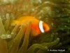 MP_Fish_Pomacentridae_Amphiprion_frenatus_20120628_label