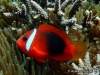 MP_Fish_Pomacentridae_Amphiprion_melanopus_20170125_label MP_Fish_Pomacentridae_Amphiprion_melanopus_20170125_label