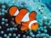MP_Fish_Pomacentridae_Amphiprion_ocellaris_20181210_label