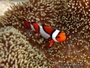 MP_Fish_Pomacentridae_Amphiprion_percula_20089224_label MP_Fish_Pomacentridae_Amphiprion_percula_20089224_label