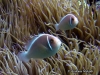 MP_Fish_Pomacentridae_Amphiprion_perideraion_20131123_label