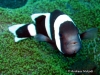 MP_Fish_Pomacentridae_Amphiprion_polymnus_20080322_label
