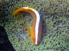 MP_Fish_Pomacentridae_Amphiprion_sandaracinos_20121112_label