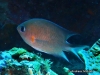 MP_Fish_Pomacentridae_Chromis_amboinensis_Itawaka_20170428_label MP_Fish_Pomacentridae_Chromis_amboinensis_Itawaka_20170428_label
