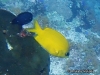 MP_Fish_Pomacentridae_Chromis_analis_20191109_label
