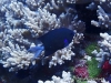 MP_Fish_Pomacentridae_Chromis_caudalis_20191104_label