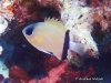 MP_Fish_Pomacentridae_Chromis_retrofasciata_20200325_label