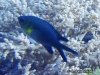 MP_Fish_Pomacentridae_Chromis_xanthochira_20191104_label