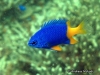 MP_Fish_Pomacentridae_Chrysiptera_arnazae_20080421_label MP_Fish_Pomacentridae_Chrysiptera_arnazae_20080421_label