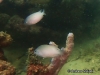 MP_Fish_Pomacentridae_Chrysiptera_glauca_Sutan_20190817_label MP_Fish_Pomacentridae_Chrysiptera_glauca_Sutan_20190817_label