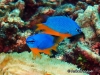 MP_Fish_Pomacentridae_Chrysiptera_hemicyanea_20200325_label