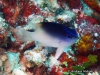 MP_Fish_Pomacentridae_Chrysiptera_rollandi_20200325_label