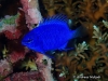 MP_Fish_Pomacentridae_Chrysiptera_springeri_20191107_label