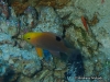 MP_Fish_Pomacentridae_Chrysiptera_talboti_20170427_label MP_Fish_Pomacentridae_Chrysiptera_talboti_20170427_label