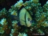 MP_Fish_Pomacentridae_Dascyllus_reticulatus_20191109_label