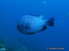MP_Fish_Pomacentridae_Dascyllus_trimaculatus_20190921_label