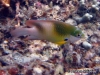 MP_Fish_Pomacentridae_Dischistodus_prosopotaenia_20071201_label MP_Fish_Pomacentridae_Dischistodus_prosopotaenia_20071201_label