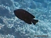 MP_Fish_Pomacentridae_Dischistodus_pseudochrysopoecillus_20191107_label