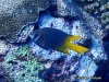 MP_Fish_Pomacentridae_Neoglyphidodon_nigroris_Amth_20170428_label MP_Fish_Pomacentridae_Neoglyphidodon_nigroris_Amth_20170428_label