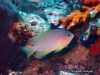 MP_Fish_Pomacentridae_Pomacentrus_amboinensis_20200325_label