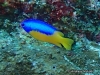 MP_Fish_Pomacentridae_Pomacentrus_auriventris_20191108_label