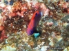 MP_Fish_Pomacentridae_Pomacentrus_bankanensis_Hatala_20170424_label MP_Fish_Pomacentridae_Pomacentrus_bankanensis_Hatala_20170424_label