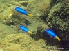 MP_Fish_Pomacentridae_Pomacentrus_coelestis_20200311_label MP_Fish_Pomacentridae_Pomacentrus_coelestis_20200311_label