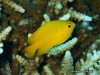MP_Fish_Pomacentridae_Pomacentrus_moluccensis_20200324_label
