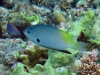 MP_Fish_Pomacentridae_Pomacentrus_nigromanus_20080423_label MP_Fish_Pomacentridae_Pomacentrus_nigromanus_20080423_label