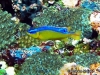 MP_Fish_Pomacentridae_Stegastes_leucostictus_20100808_label