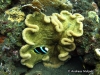 Noppenrand Anemone