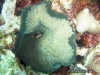 Noppenrand Anemone