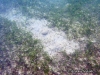 Seagrass Grazzing