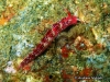 Trinchesia Seaslug