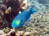 <b><a href="https://www.fishbase.se/summary/4974">Greensnout Parrotfish</a></b>