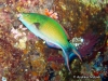 <b><a href="https://www.fishbase.se/summary/Scarus-tricolor.html">Greensnout Parrotfish</a></b>