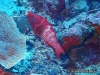 <b><a href="https://www.fishbase.se/summary/5541">Red Parrotfish</a></b>