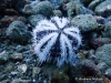 White Collector Urchin