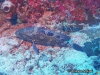 <b><a href="https://www.fishbase.se/summary/Epinephelus-howlandi">Blacksaddle Grouper</a></b>