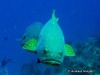 <b><a href="https://www.fishbase.se/summary/6468">Giant Grouper</a></b>