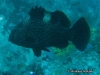 <b><a href="https://www.fishbase.se/summary/5350">Highfin Grouper</a></b>