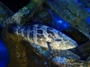 <b><a href="https://www.fishbase.se/summary/Epinephelus-malabaricus.html">Malabar Grouper</a></b>