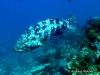 <b><a href="https://www.fishbase.se/summary/Epinephelus-malabaricus.html">Malabar Grouper</a></b>