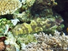 <b><a href="https://www.fishbase.se/summary/6471">One-blotch Grouper</a></b>
