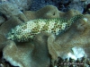 <b><a href="https://www.fishbase.se/summary/Epinephelus-merra">Honeycomb  Grouper</a></b>