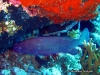 <b><a href="https://www.fishbase.se/summary/6472">White-streaked  Grouper</a></b>